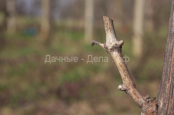 Зимнее укоренение черенков винограда