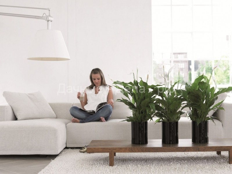 Комнатные растения очищающие воздух. Наилучшие зеленые фильтры