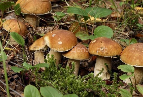 Какие и как вырастить грибы на даче своими силами