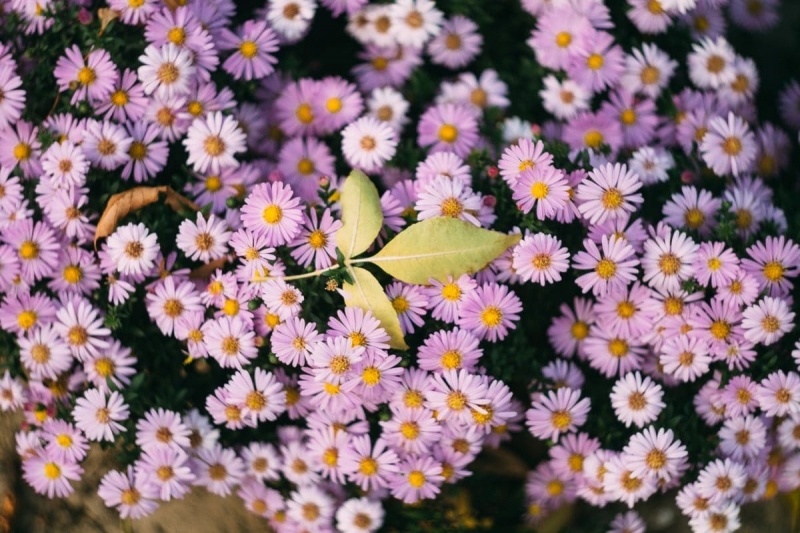 Безопасный сад. 5 худших цветов для аллергиков