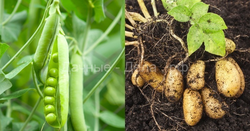 Секреты совместной посадки овощей