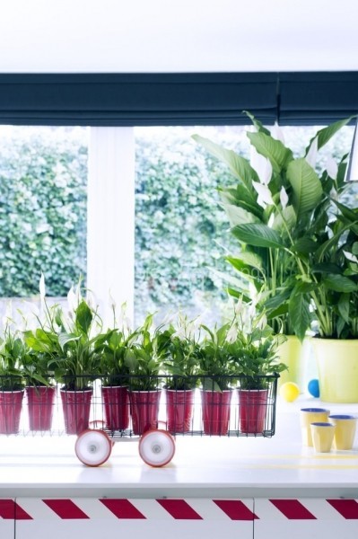 Комнатные растения очищающие воздух. Наилучшие зеленые фильтры