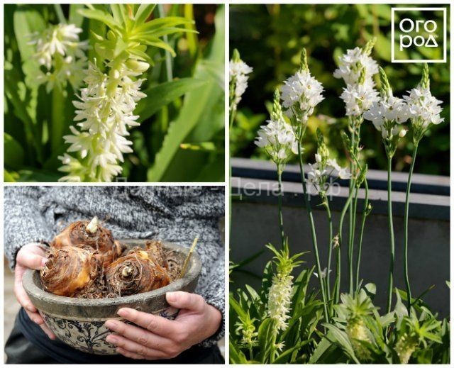 15 фантастически красивых луковичных, которые высаживают весной
