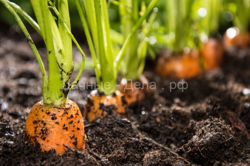 Два эффективных способа посева моркови