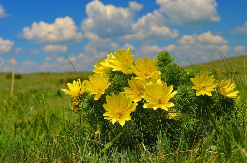 Самые популярные полевые цветы и луговые растения
