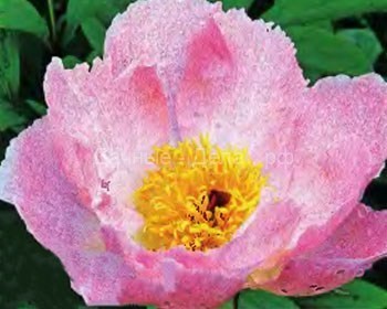 Цветущие садовые многолетники — каталог с фото и описанием