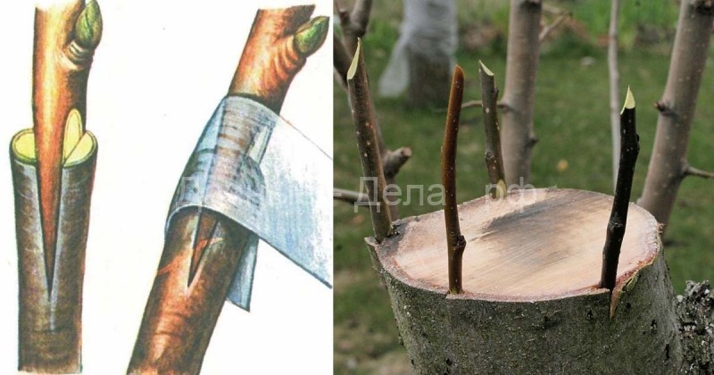 Дедовский способ прививки деревьев для большого урожая