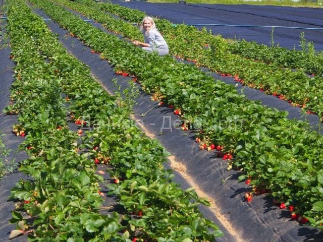 Четыре "революции" в производстве ягод земляники – рассказывает специалист