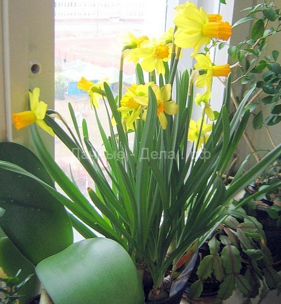 Работаем с цветущими растениями в феврале месяце