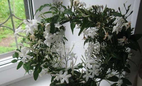 Особенности ухода за самым ароматным комнатным растением — жасмином