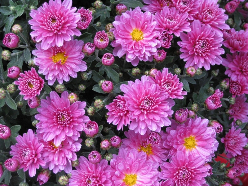 Безопасный сад. 5 худших цветов для аллергиков