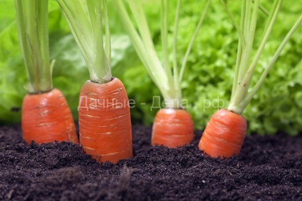 Как получать морковь с грядки круглый год