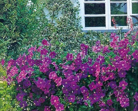 Сорта клематиса для сада | Какие опоры любит этот чудесный цветок