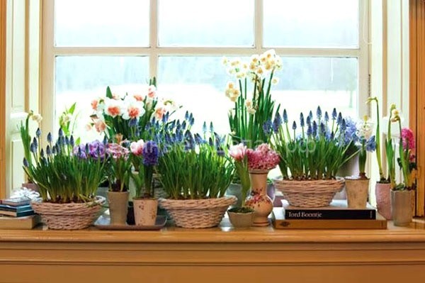 Советы для цветущих растений в феврале месяце.