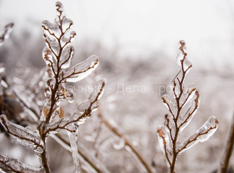 Пугающая красота природы, скованной ледяным дождём, в фотографиях Джорджианы Мазилу
