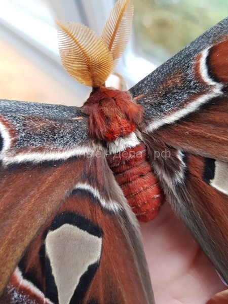 Выведение бабочки Attacus atlas﻿