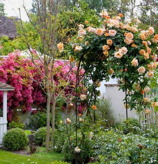 Сказочные садовые арки с плетистой розой: 35 идей
