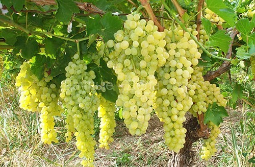 Чем опрыскивать виноград от болезней