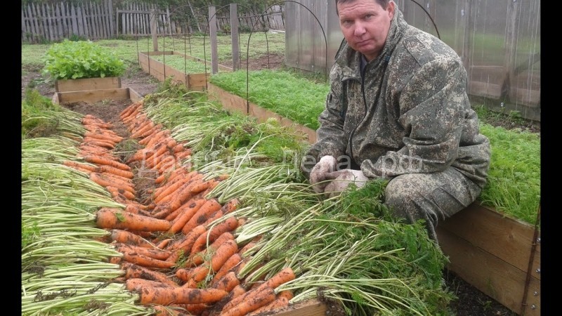 Как подготовить грядку под морковь