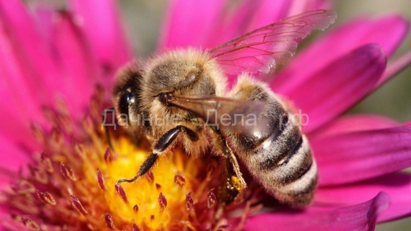 Нет пчел – нет опыления – нет еды – нет человека