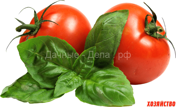 Самый скороспелый томат