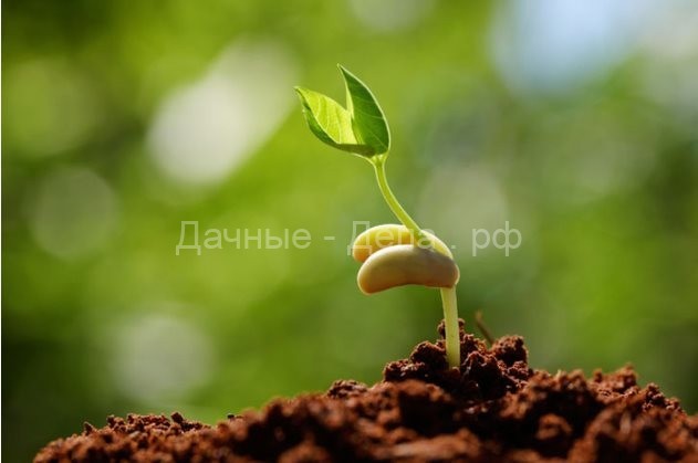 На какую глубину сеять семена для рассады – ТАБЛИЦА-ПАМЯТКА