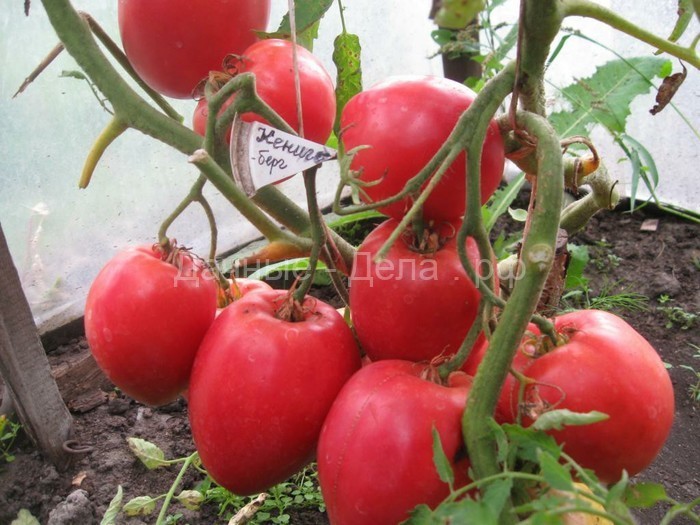 Пора сажать помидоры на рассаду