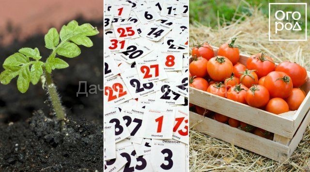 Посев овощей на рассаду: вычисляем оптимальные сроки