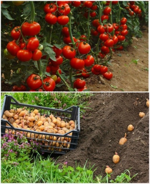 10 правил овощного «добрососедства», которые гарантировано приведут к хорошему урожаю