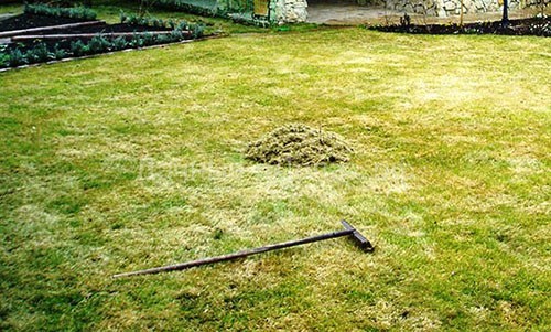 Когда следует удобрять газон после зимы?