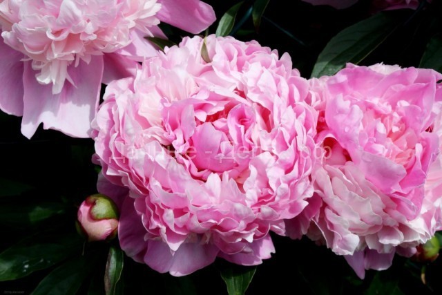10 самых неприхотливых многолетних цветов