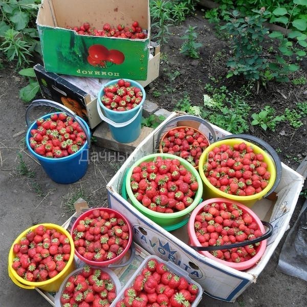 5 простых правил выращивания клубники — небывалый урожай ягод даже в Сибири