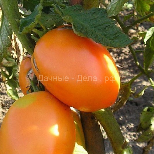 Пора сажать помидоры на рассаду