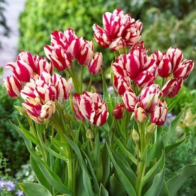 Многоцветковые тюльпаны
