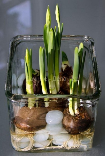 Когда хочется весны: вот как вырастить тюльпаны и нарциссы в вазе