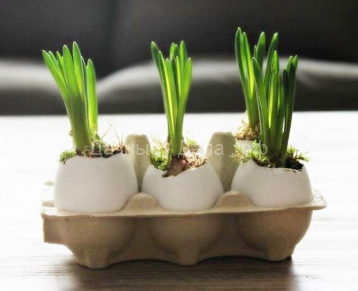 Когда хочется весны: вот как вырастить тюльпаны и нарциссы в вазе