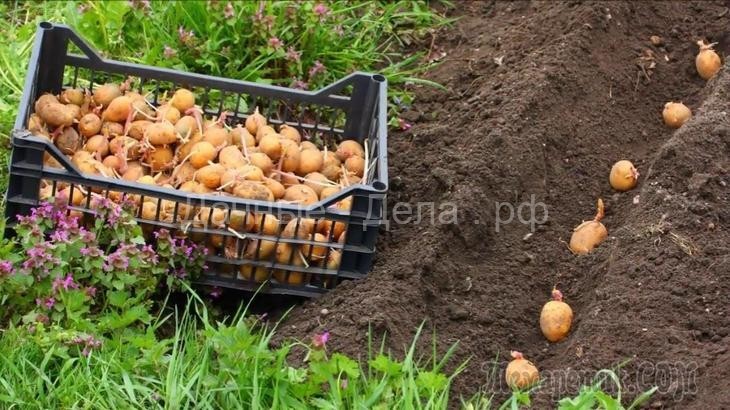 12 способов посадки картофеля: традиционные и новые