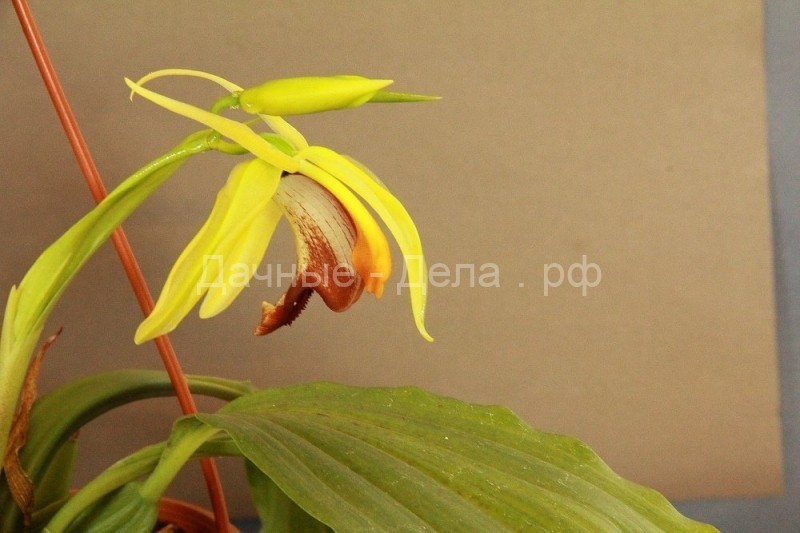 Целогина – пышная ампельная орхидея