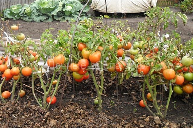 Обычно в средней полосе помидоры выращивают в грунте через рассаду. Но можно провести эксперимент и посадить томаты безрассадным способом