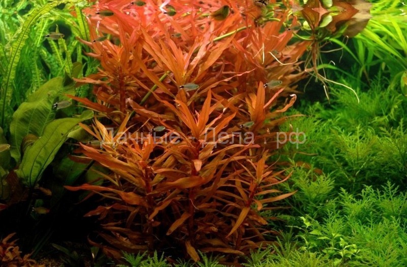 Аммания - разноцветные листочки в воде