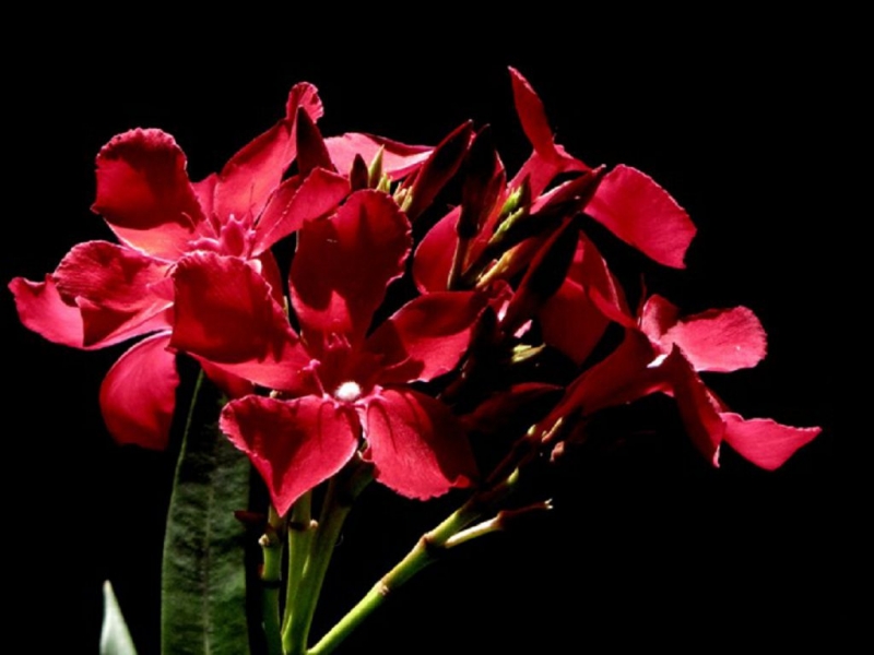Олеандр – заросли ароматных цветов