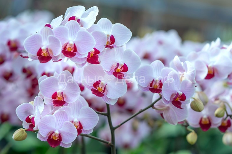 О таком воздействии орхидей мало кто слышал — а жаль. Каждый должен их иметь!