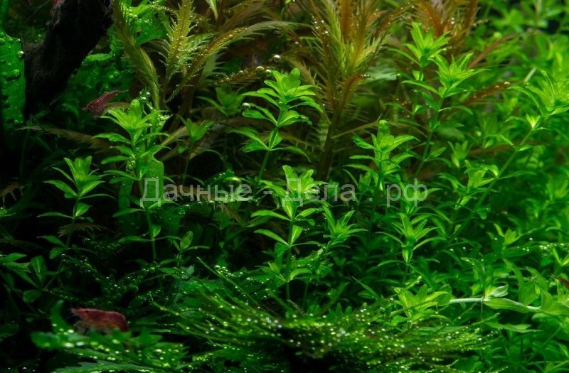 Аммания - разноцветные листочки в воде