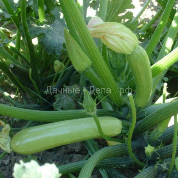 10 правил овощного «добрососедства», которые гарантировано приведут к хорошему урожаю