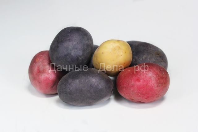 Тренд сезона: красный, фиолетовый и синий картофель
