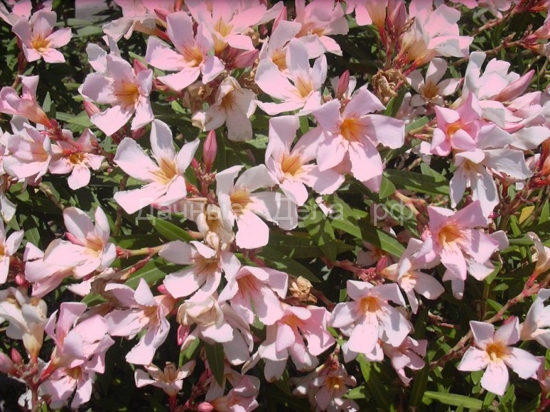 Олеандр – заросли ароматных цветов