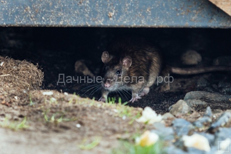 Уничтожение крыс: как правильно бороться с грызунами