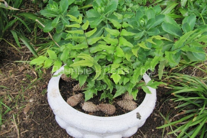 Циртомиум – пышный куст для папоротникового сада