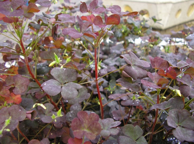 Кислица – клевер с разноцветными листьями