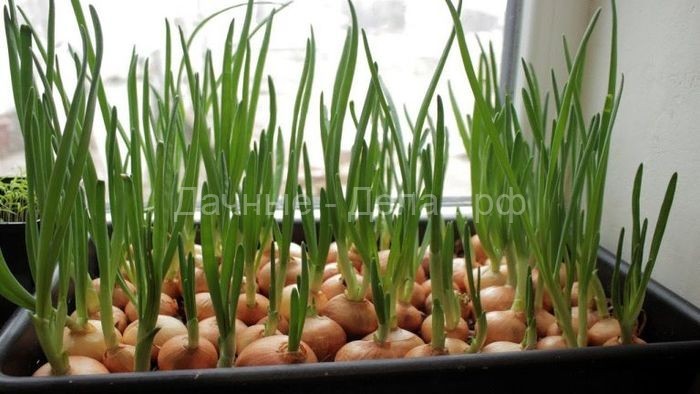 2 способа выращивания зеленого лука: проблемы и полезные советы